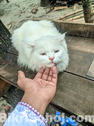 Vietnami parsiyan